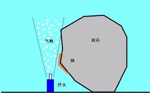 鱼种吃什么_身体健康多吃一种鱼_鱼类吃的